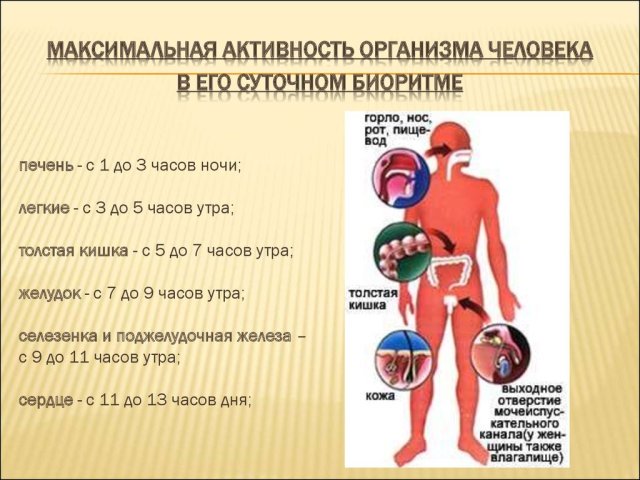 активность организма человека циркадные ритмы