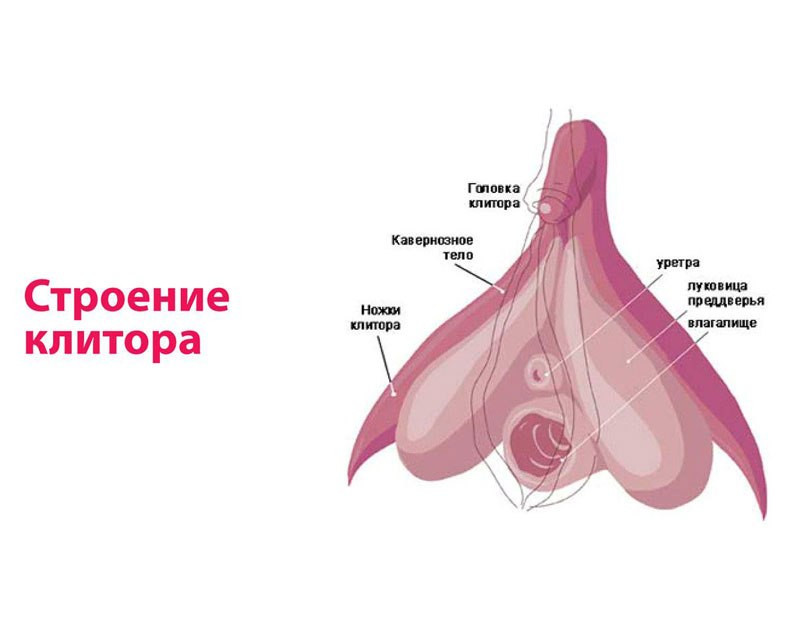 Строение клитора