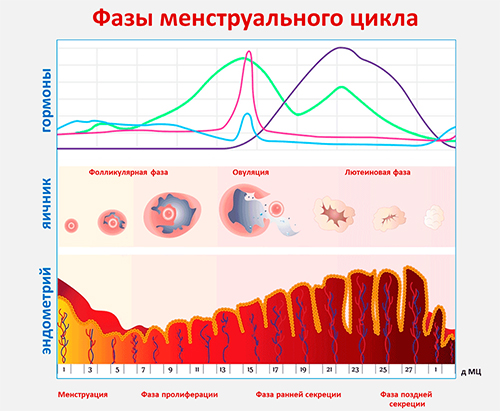  менструальный цикл