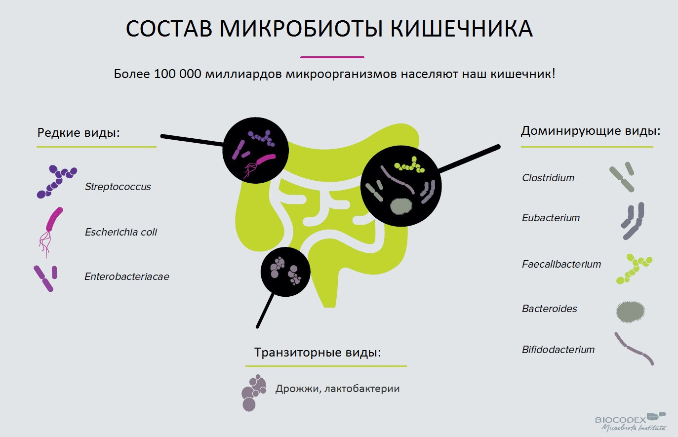 Кишечник – Второй мозг человека. Интервью физиолога Марко Радо 