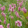 Մանդիկ մսագույն - Горец мясокрасный - Polygonum carneum C. Koch.