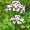 Կատվախոտ դեղատու - Валериана лекарственная - Valeriana officinalis L.